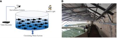 FCFormer: fish density estimation and counting in recirculating aquaculture system